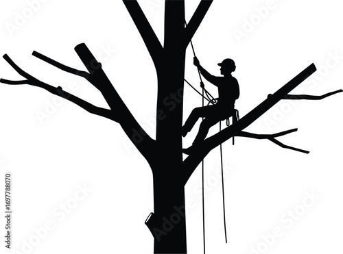 Silhouette of arborist climbing tree with safety harness, professional tree worker, tree trimming, outdoor work, forestry job, arboriculture safety