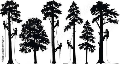 Silhouette of arborists climbing tall trees with ropes, tree workers using harness, forestry job, arboriculture safety, outdoor pruning work
