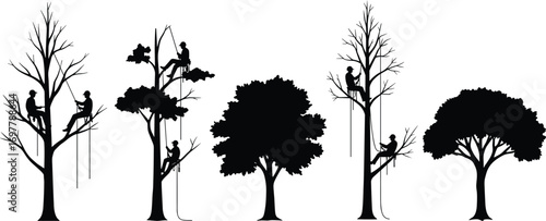 Silhouette of arborists climbing trees with harness, professional tree workers trimming branches, forestry job, rope access, outdoor arboriculture teamwork