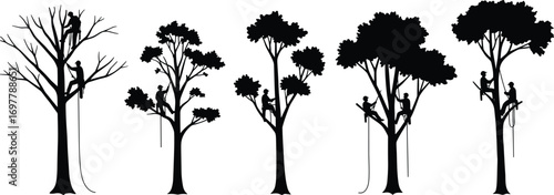 Silhouette of arborists climbing trees with harness, professional tree workers trimming branches, forestry job, rope access, outdoor arboriculture teamwork