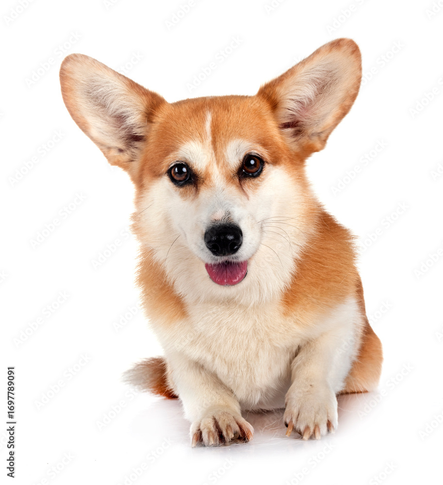 Obraz premium Pembroke Welsh Corgi
