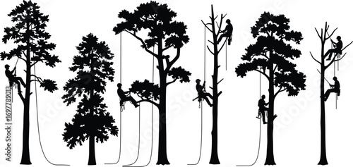 Silhouette of professional arborists climbing, cutting, and pruning trees using rope access, tree service, safety harnesses, arboriculture, outdoor work