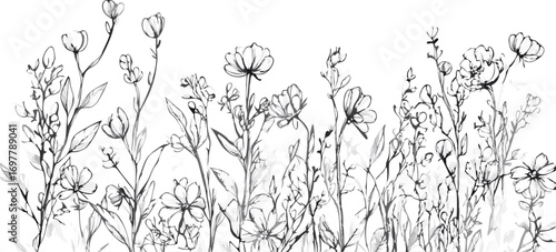 Delicate hand drawn botanical sketch of wildflowers and tall grasses against white background