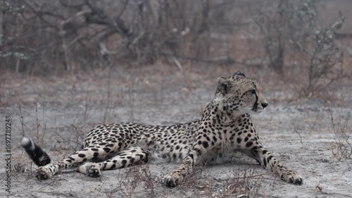  A very relaxed female cheetah resting on a misty morning.