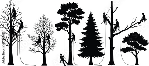 Team of arborists climbing trees using ropes, tree cutting and maintenance silhouettes, professional arboriculture workers, forest care, outdoor safety