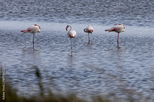 Photography Valli di Comacchio, Italy 08 25 2025 group of flamingos standing on one leg in the shallow lagoon waters, peaceful scene highlighting the wildlife of Emilia Romagna’s protected wetlands