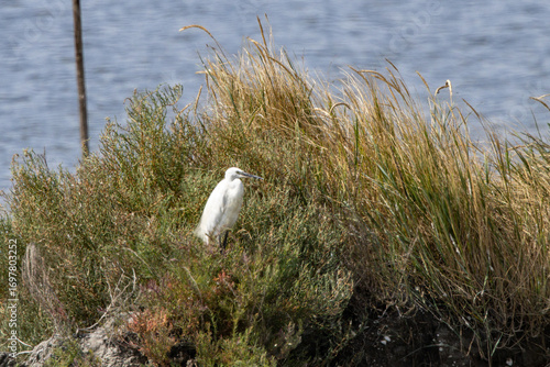 Canvas Print Valli di Comacchio, Italy 08 25 2025 a little egret standing among reeds and shrubs near the lagoon, blending into the wetland vegetation in its natural habitat of Emilia Romagna’s protected area