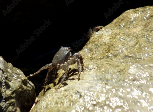 A partan on a wet stone by the sea.