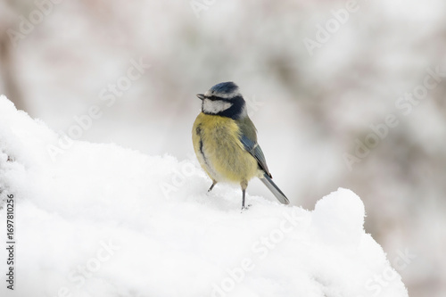 A common blue tit looks for some food in the snow