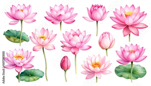 Pink lotus flowers in various stages of bloom