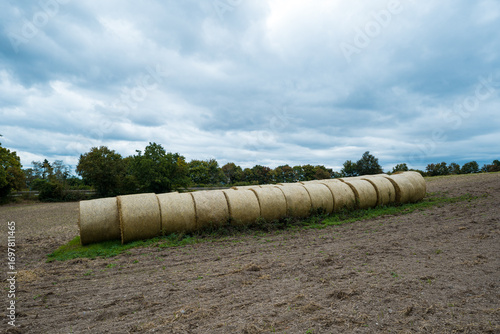 Long row of round hay bales on harvested field under cloudy sky