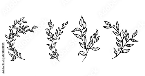 Graceful twigs black and white sketch. Vector illustration. Floral botanical drawing, set of silhouettes isolated on white background. For postcards, wedding invitations, advertising and blog design