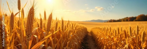 Golden corn stalks heavy with ripe ears stand tall in a vast field under a bright autumn sun, ready for harvest A picturesque scene of agricultural abundance , stalks, sunny