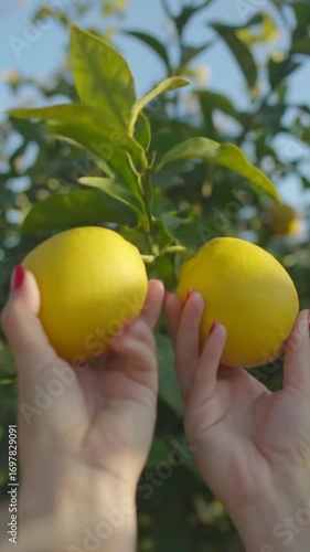 Two bright lemons held by manicured hands