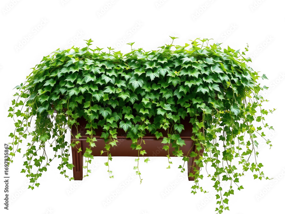 Fototapeta premium A planter box overflowing with vibrant green ivy cascading down against a black background image view