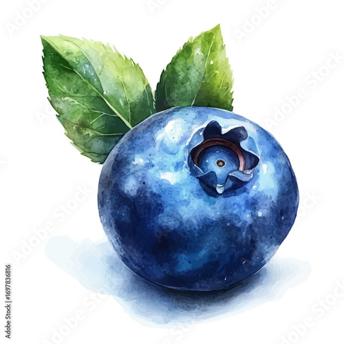watercolor vector of Blueberry, isolated on a white background.