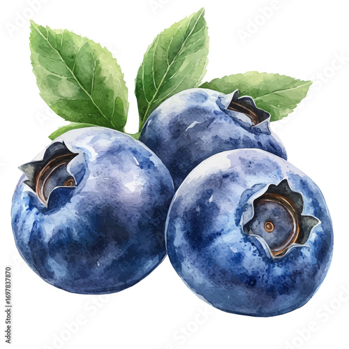 watercolor of Blueberry, vector, isolated on a white background.