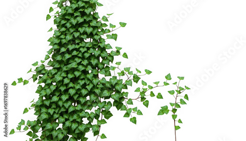 A dense green ivy plant with heart shaped leaves against a black background creating a nature scene