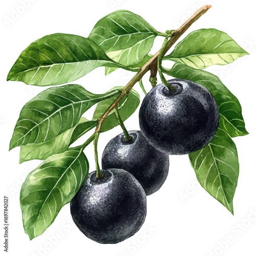 watercolor of Black Sapote, vector, isolated on a white background.