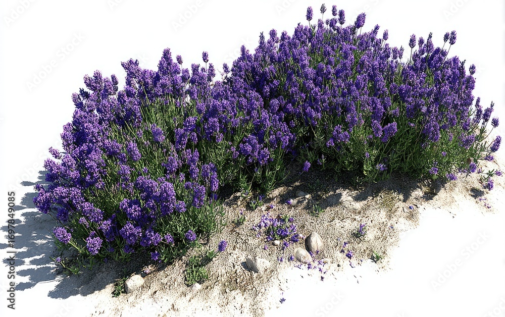 Fototapeta premium Lush lavender bushes clustered together, a profusion of violet flowers against a light tan earth