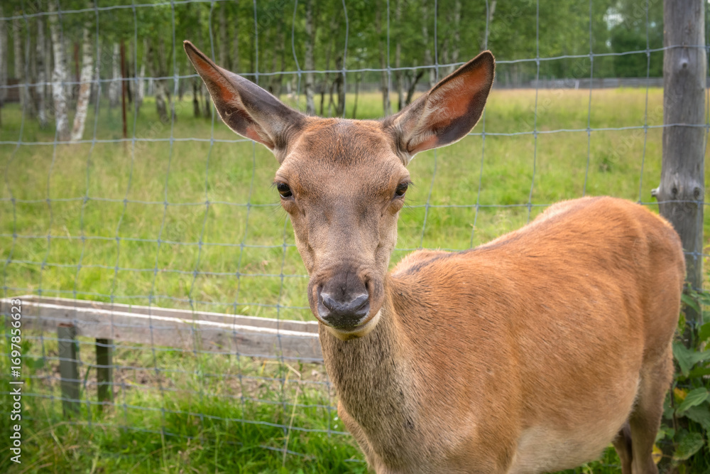 Fototapeta premium Red deer head profile. Close-up of a young female Altai maral. A beautiful animal. Artiodactyl animal of the deer family. Reindeer farm