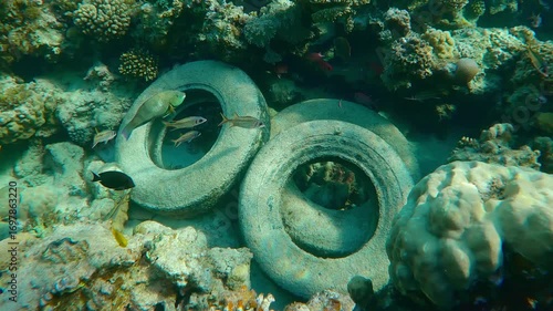 Cleaner fish set up cleaning station for tropical fishes over old car tires abandoned on coral reef. Microplastics from auto tyres source of marine pollution than breakdown of larger plastic waste