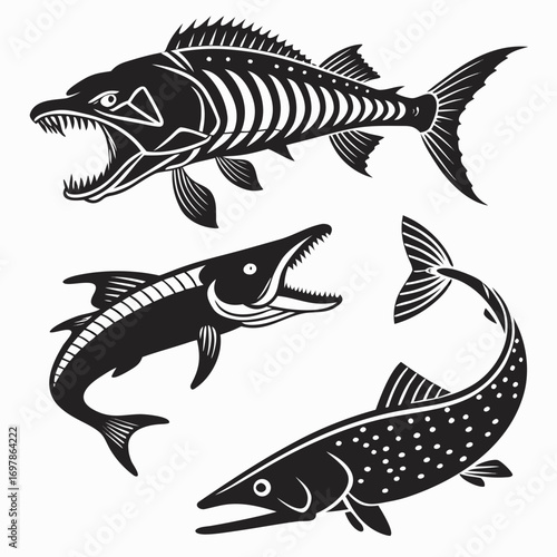 Three different predatory fish skeletons, including a barracuda, a fish with teeth, and a pike, showcasing their distinctive features and hunting prowess