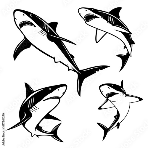 Set of four vector shark illustrations great white shark, hammerhead shark, tiger shark, and bull shark in various poses perfect for logos, tattoos, and designs