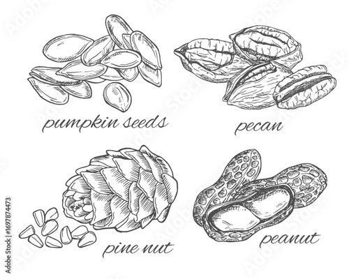 Pumpkin seeds, pecan, pine nut and peanut hand drawn ink sketch. Isolated on white background.