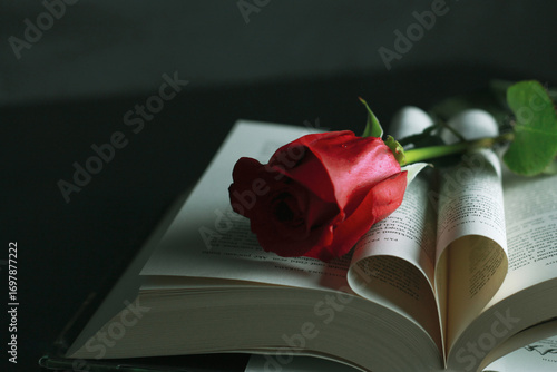rose, flower, red, love, nature, valentine, beauty, romance, isolated, roses, green, gift, beautiful, petal, white, single, plant, floral, pink, flowers, bloom, romantic, leaf, black, blossom