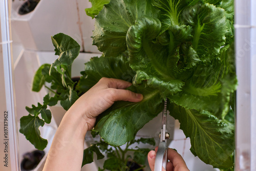 Harvesting Fresh Greens An Up Close Perspective on the Process of Cutting Fresh Lettuce