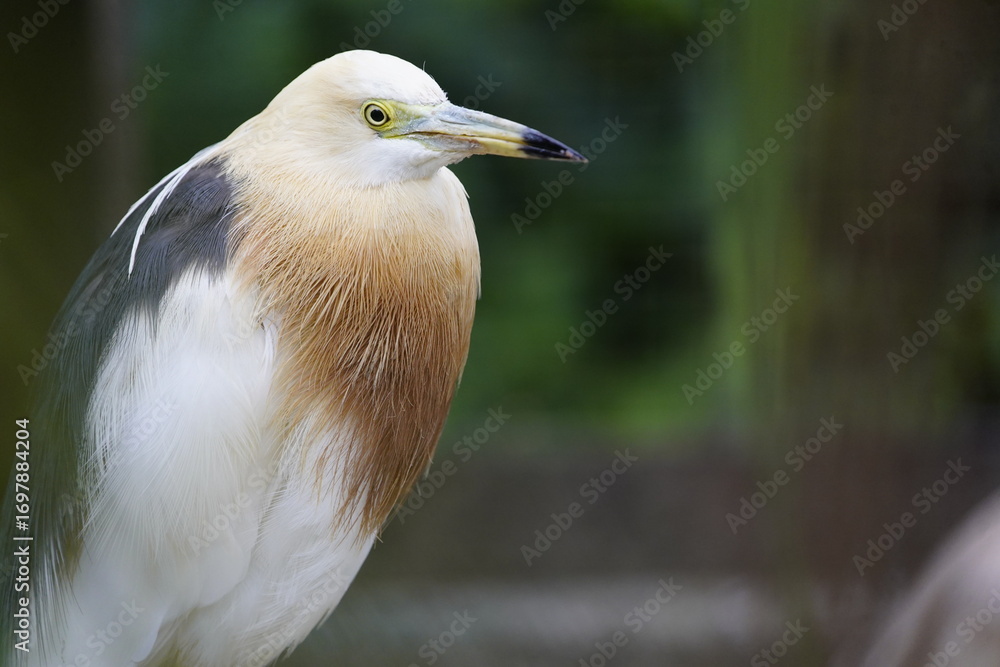 Obraz premium The Javan pond heron (Ardeola speciosa) is a wading bird of the heron family, found in shallow fresh and salt-water wetlands in Southeast Asia. Walsrode Bird Park, Germany.