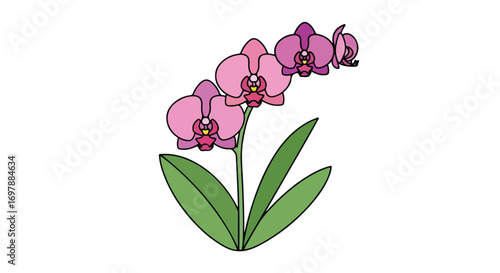 Elegant orchid illustration with delicate pink blooms and vivid green leaves against clean white backdrop 100 characters