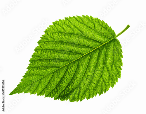 Green leaf macro shot isolated close up vibrant texture nature detail springtime freshness high quality professional