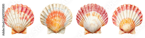 Beautiful watercolor painted scallop shells in various shades of pink, orange, and white, perfect for beachy designs, PNG set Transparent backround