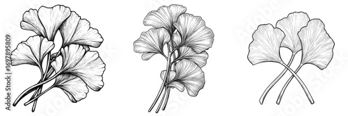 The garlic bulb represents a solitary vegetable and is depicted in a modern hand drawn style as a pungent-tasting organic spice condiment