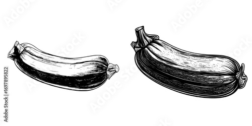 A modern sketch of green zucchini, a vegetarian food, is shown as an isolated image of striped squash or marrow complete with its stem