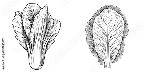 Chinese cabbage, or modern nappa and Romaine lettuce, is illustrated in a sketch of an isolated green leafy Peking cabbage