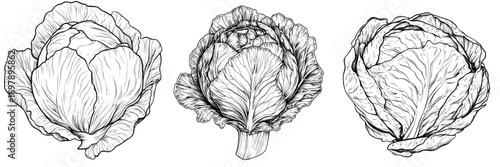 The green leafy head of a cabbage is shown as a solitary example of a modern headed vegetable used in raw vegetarian food
