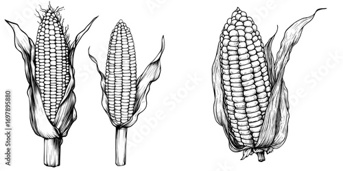 A modern illustration of maize cereal grain features an isolated corn cob, along with modern sweetcorn accompanied by green leaves