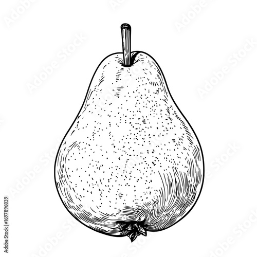 Modern summer food dessert is represented by a sketch of an isolated pear, which can be either a Bartlett or a Williams pear