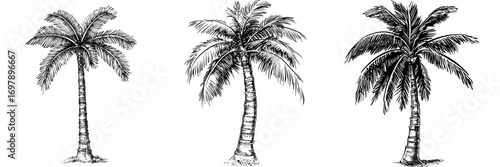 Hand-drawn illustration of a coconut tree icon in a doodle design style