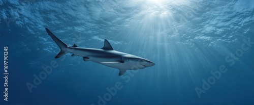 The Shark Gliding Gracefully Through Sunlit Blue Ocean Depths Beneath Clear Water Surface