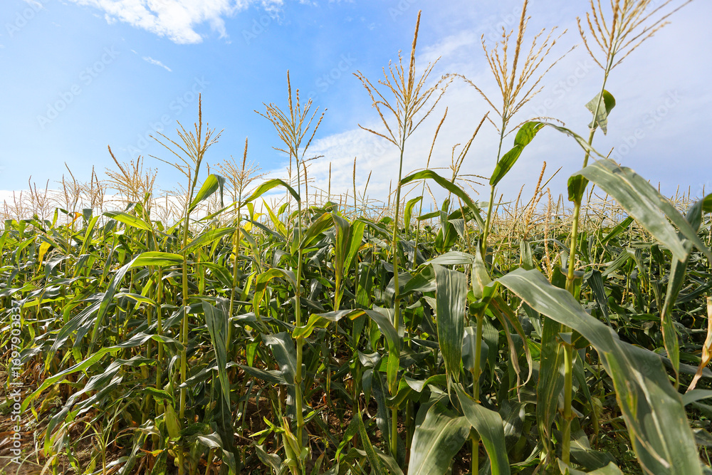 Fototapeta premium maïs