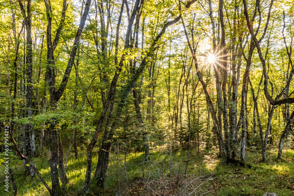 Obraz premium Forest in Tara National Park, Serbia