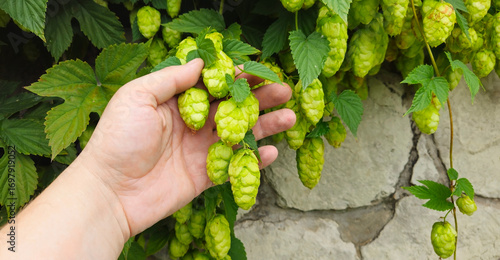 Common hop, Humulus lupulus green female flowers closeup selective focus
