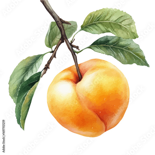 Apricot, watercolor drawing vector, isolated on a white background.