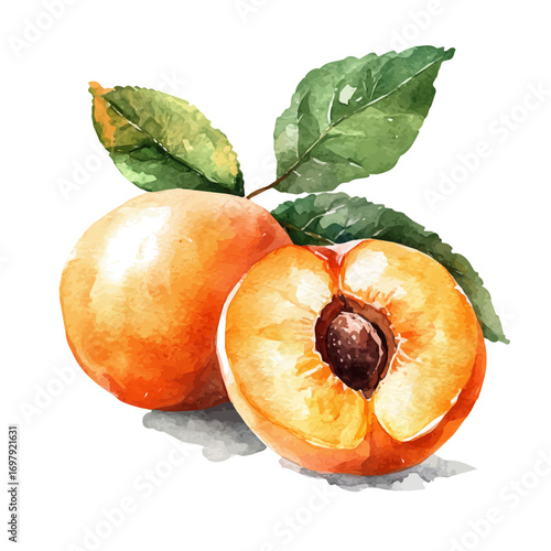 watercolor vector of Apricot, isolated on a white background.