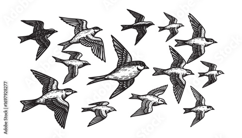 flock of birds engraving vector illustration