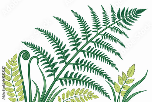 green fern leaves